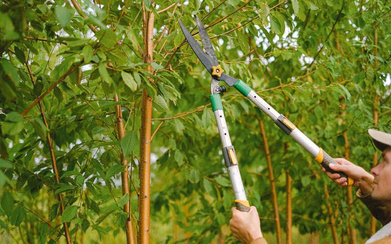 Tree trimming in Meadows Of Dan, VA