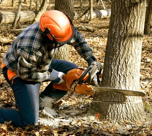 Tree Removal in Meadows Of Dan, VA